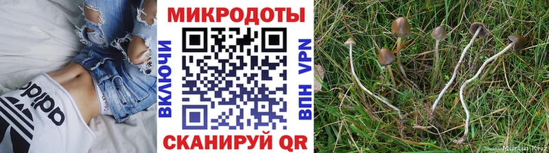 Псилоцибиновые грибы ЛСД  закладки  Калач 